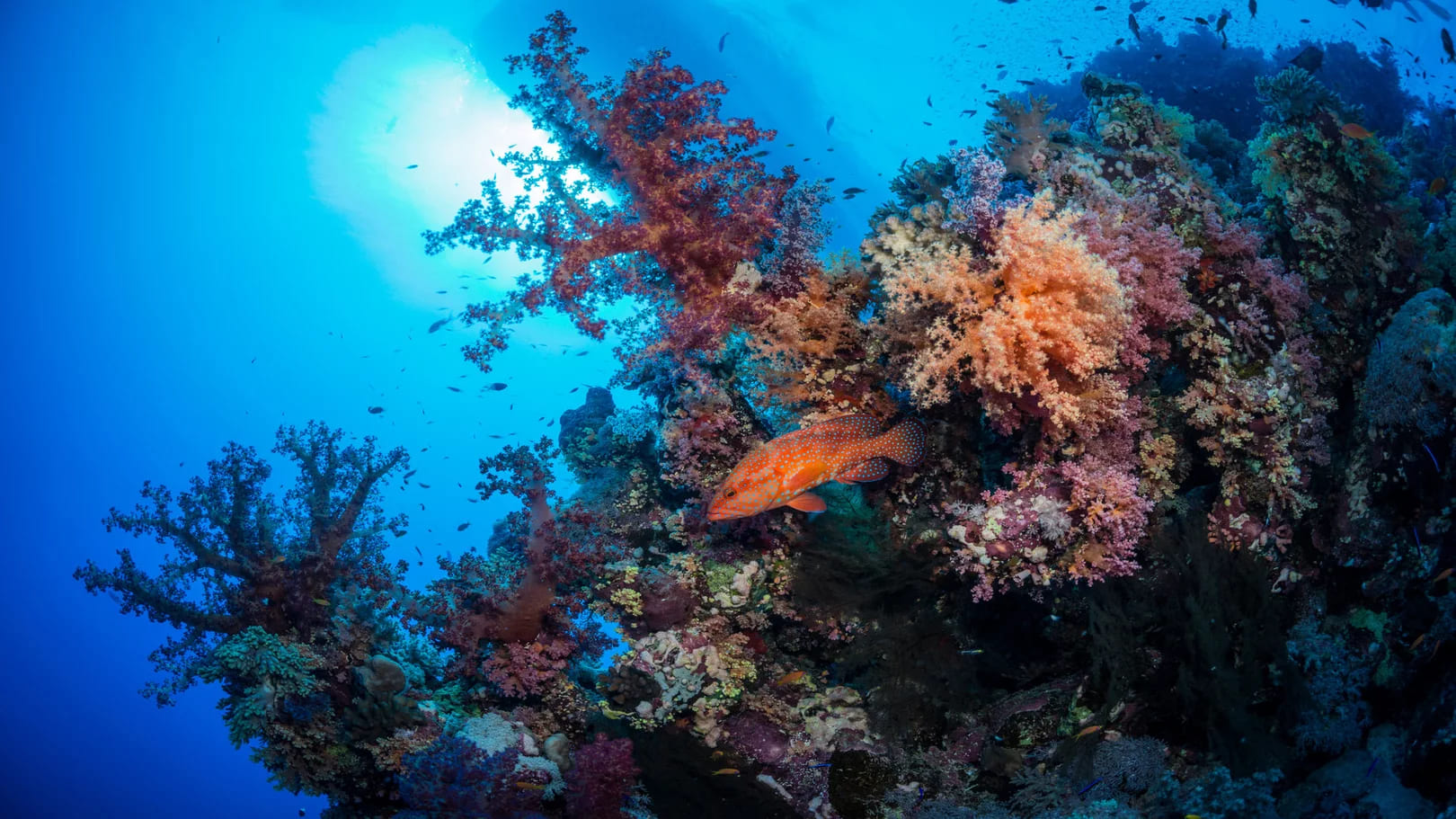 New Club Reef Diving Spot