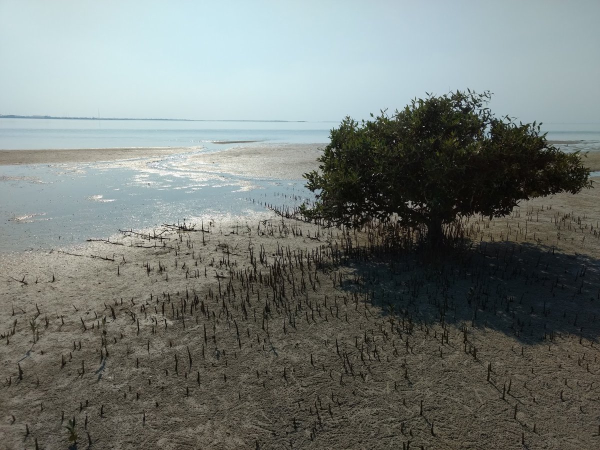 Ras Rakan Beach