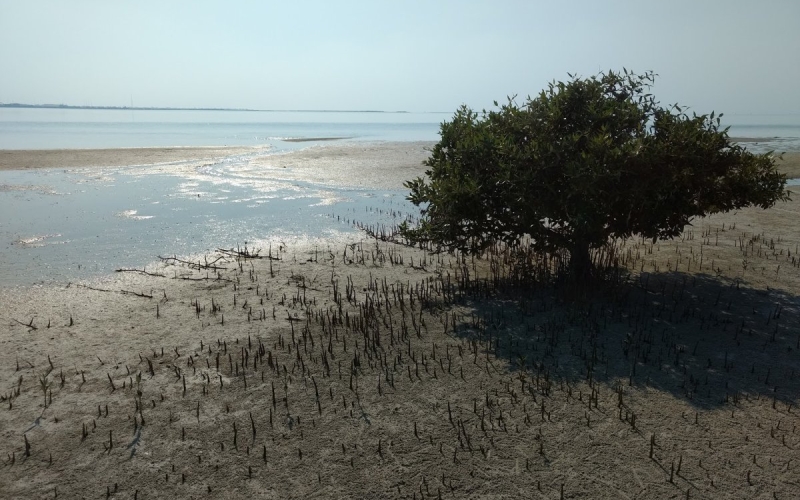 Ras Rakan Beach